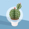 Les petits cactus
