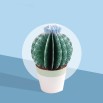 Les petits cactus